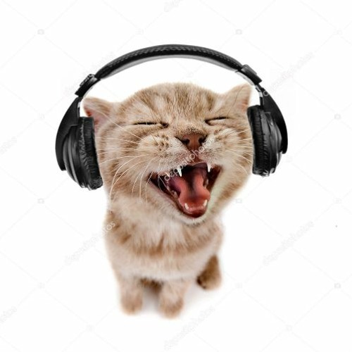 Kitten wearing headsphones